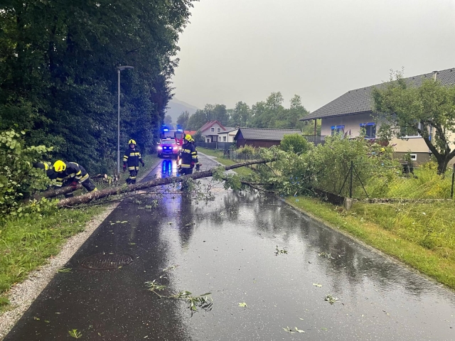 T07 Baum über Straße 12.07.2024