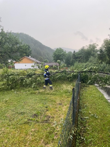 T07 Baum über Straße 12.07.2024