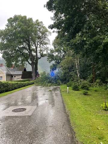 T07 Baum über Straße 12.07.2024