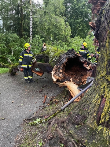 T07 Baum über Straße 12.07.2024