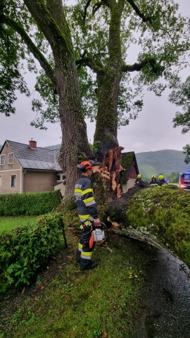 T07 Baum über Straße 12.07.2024