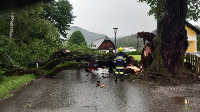 T07 Baum über Straße 12.07.2024