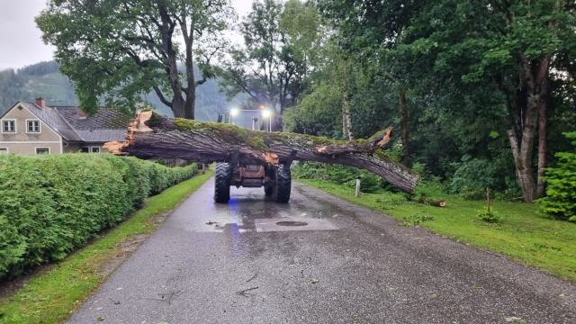T07 Baum über Straße 12.07.2024